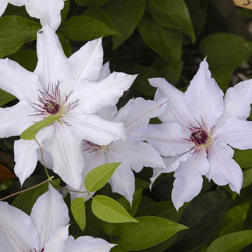 Clematis 'Snow Queen', Large-Flowered Clematis Snow Queen, group 2 Clematis, White Clematis, Cream Clematis, Clematis Vine, Clematis Plant, Flower Vines, Clematis Flower, Clematis Pruning